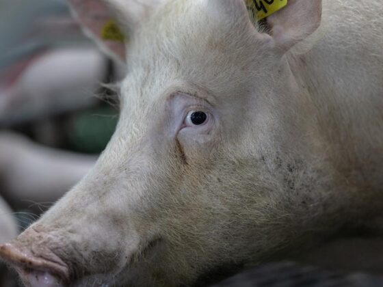 porcs décédés Manche