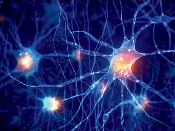 hippocampe neurones