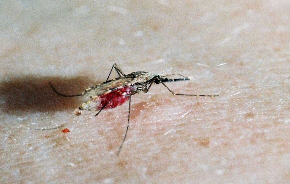 lâchers de moustiques