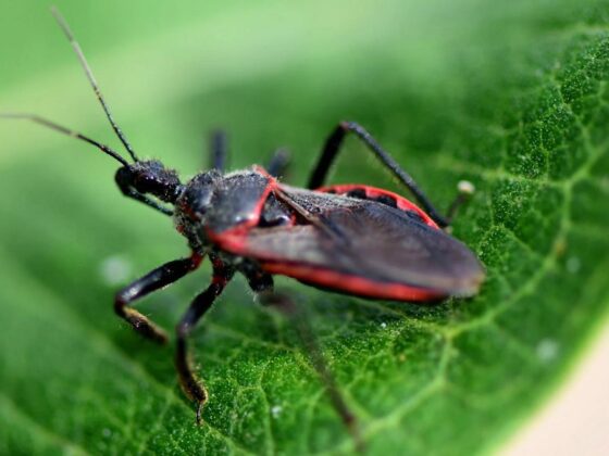 maladie de Chagas