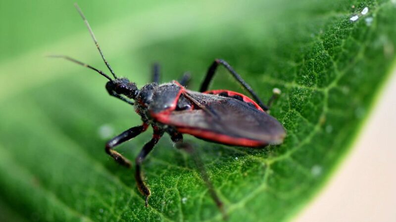 maladie de Chagas