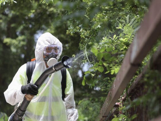 Chikungunya Antibes