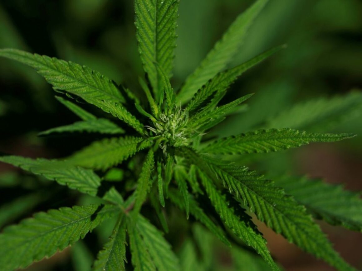 cannabis douleur chronique