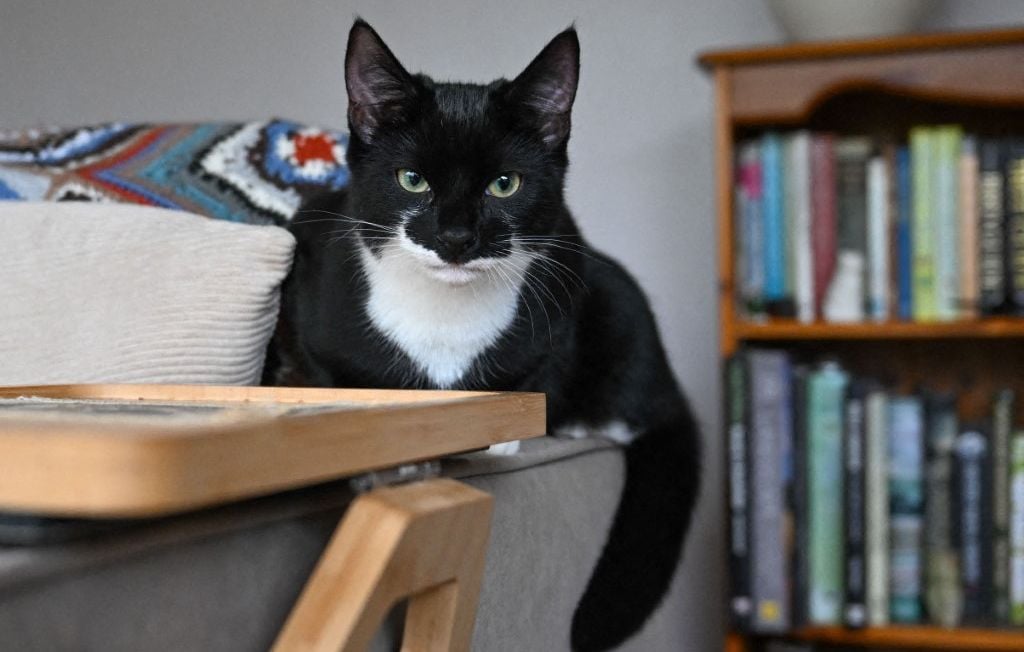 annonce chat perdu