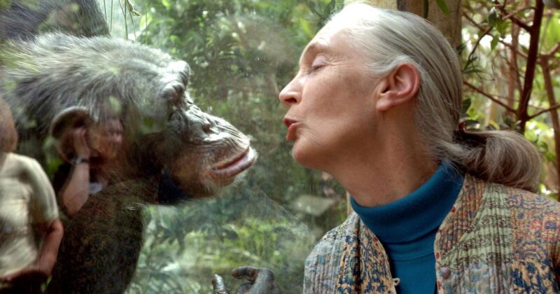 Jane Goodall chimpanzés