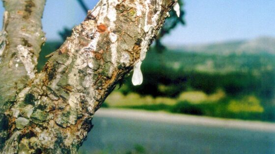 mastic de Chios