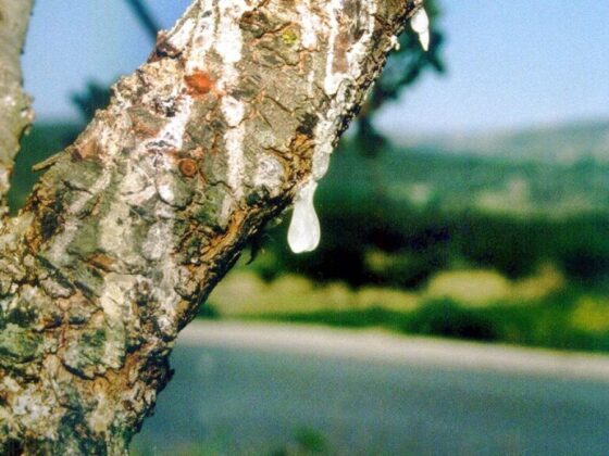mastic de Chios