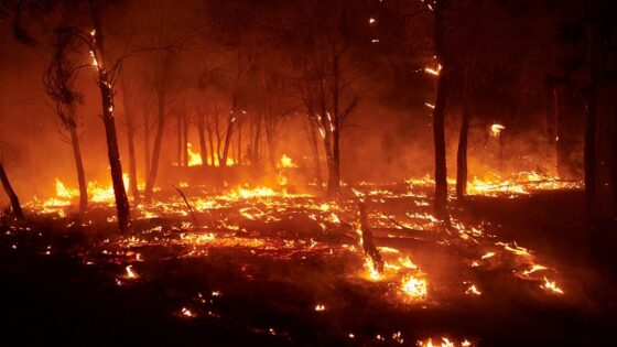 incendies de forêt