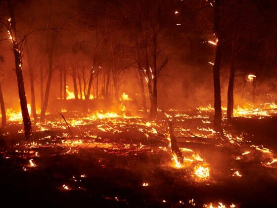 incendies de forêt