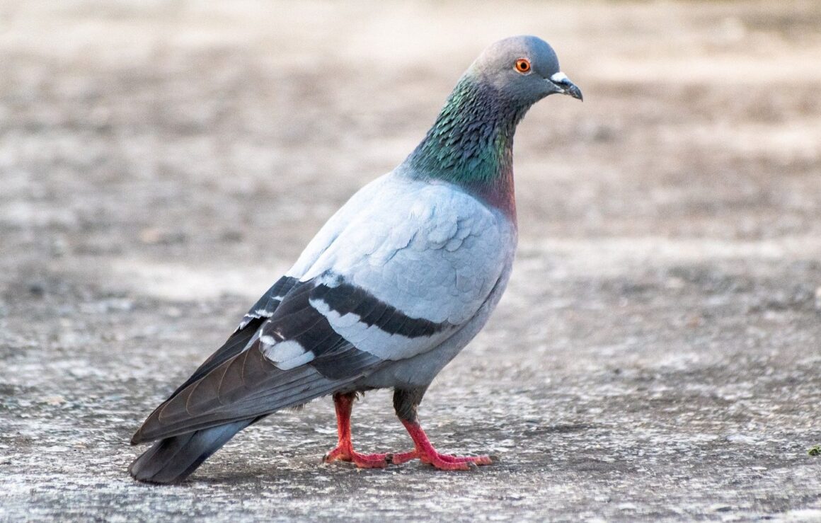maïs contraceptif pigeons