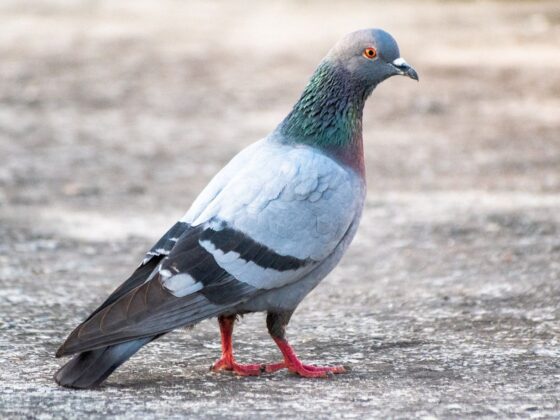 maïs contraceptif pigeons