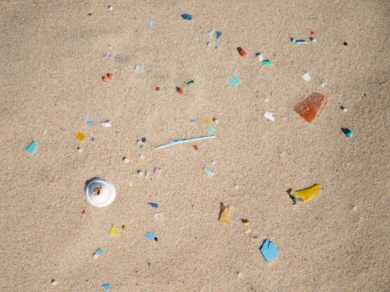 microplastiques microbiote