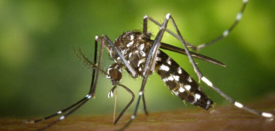 biosurveillance moustiques