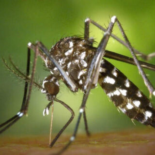 biosurveillance des moustiques