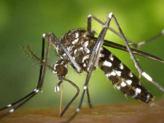 biosurveillance des moustiques