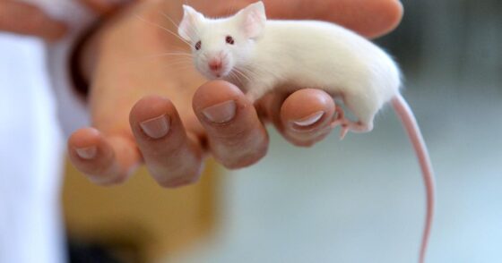 souris mâles sportives