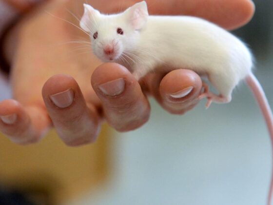 souris mâles sportives