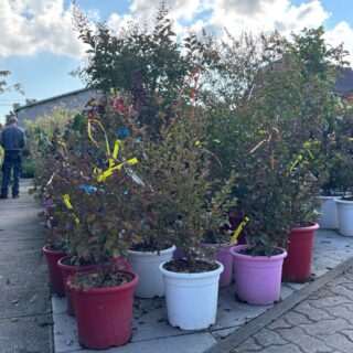 planter jardin octobre