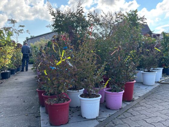 planter jardin octobre