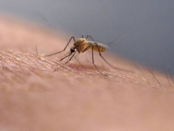 chikungunya métropole