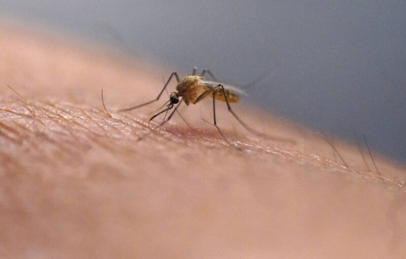 chikungunya métropole