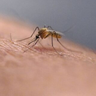 chikungunya métropole