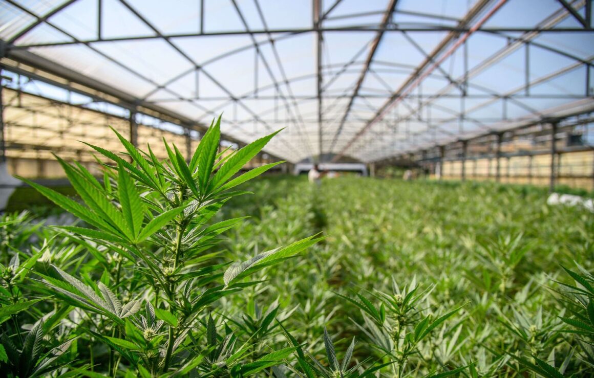 cannabis thérapeutique insomnies