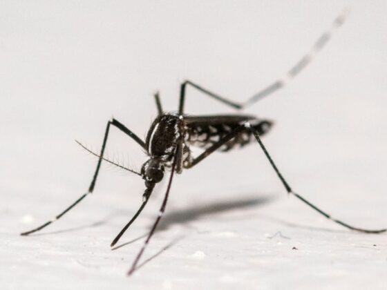 Chikungunya métropole