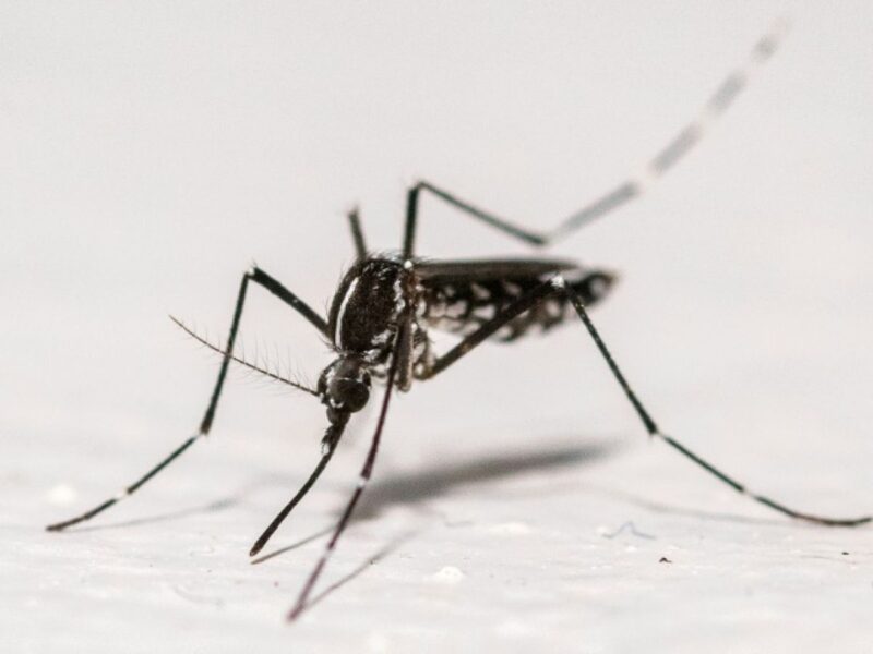 Chikungunya métropole