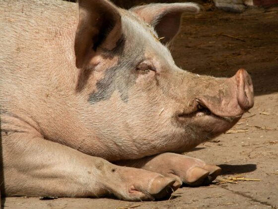 greffe de foie de porc