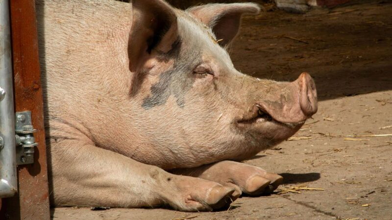 greffe de foie de porc