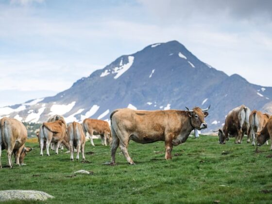 dermatose nodulaire bovine