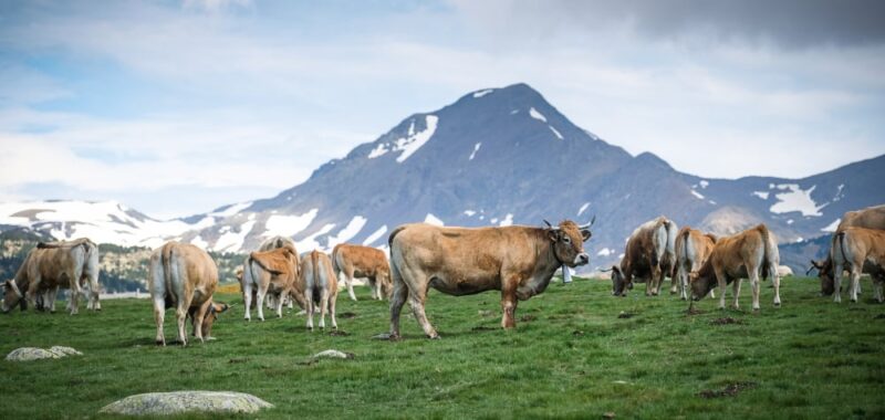 dermatose nodulaire bovine