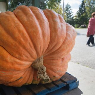 bœuf musqué Halloween