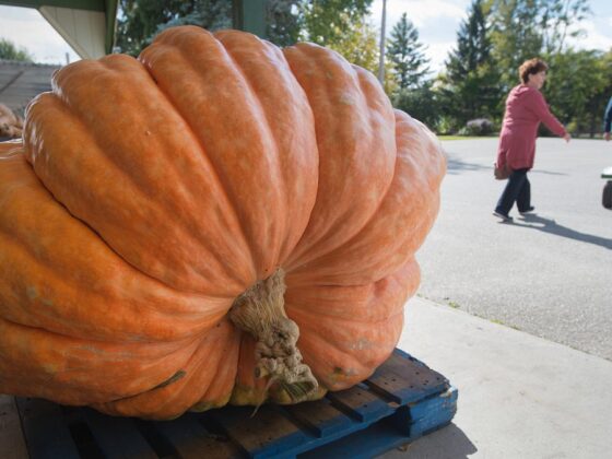 bœuf musqué Halloween