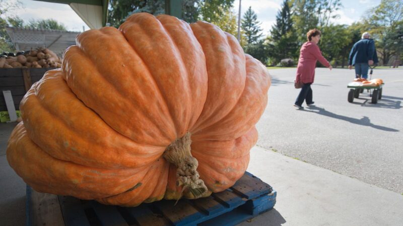 bœuf musqué Halloween