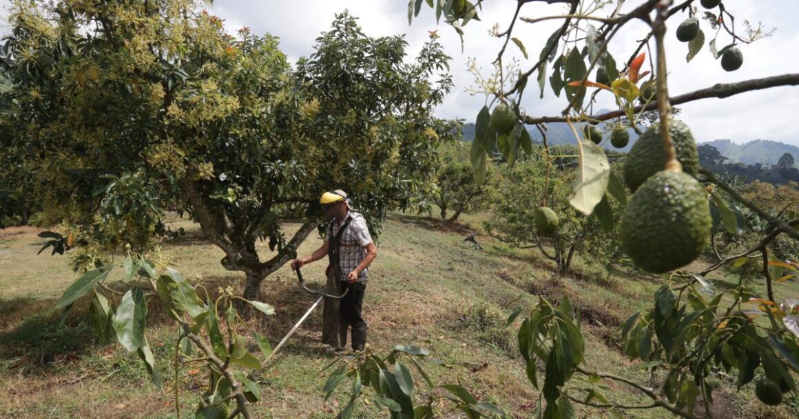 réchauffement climatique avocat