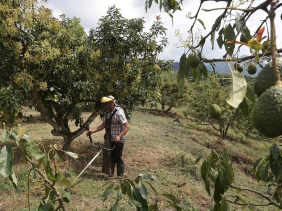 réchauffement climatique avocat