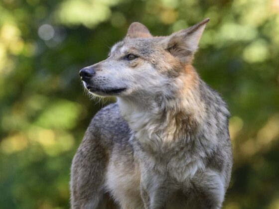 battue aux loups