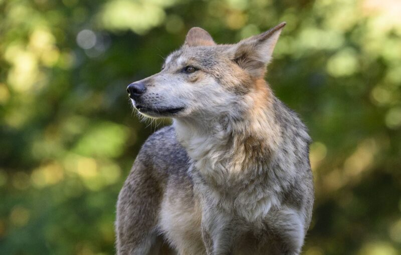 battue aux loups