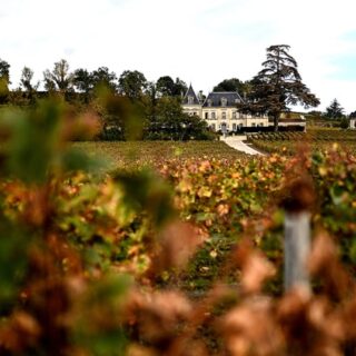 Saint-Émilion blanc