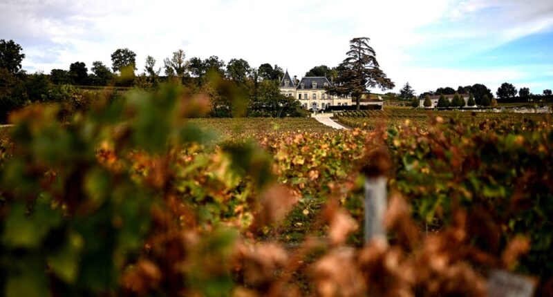 Saint-Émilion blanc