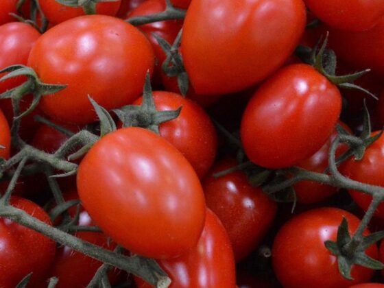 salmonellose tomates cerises