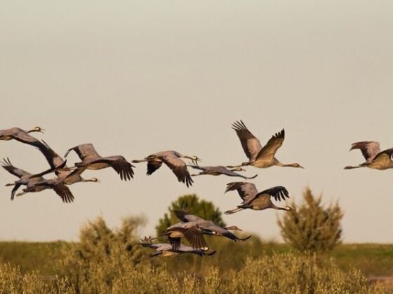 grues cendrées migration