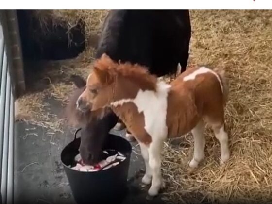 mini-poney refuge animaux