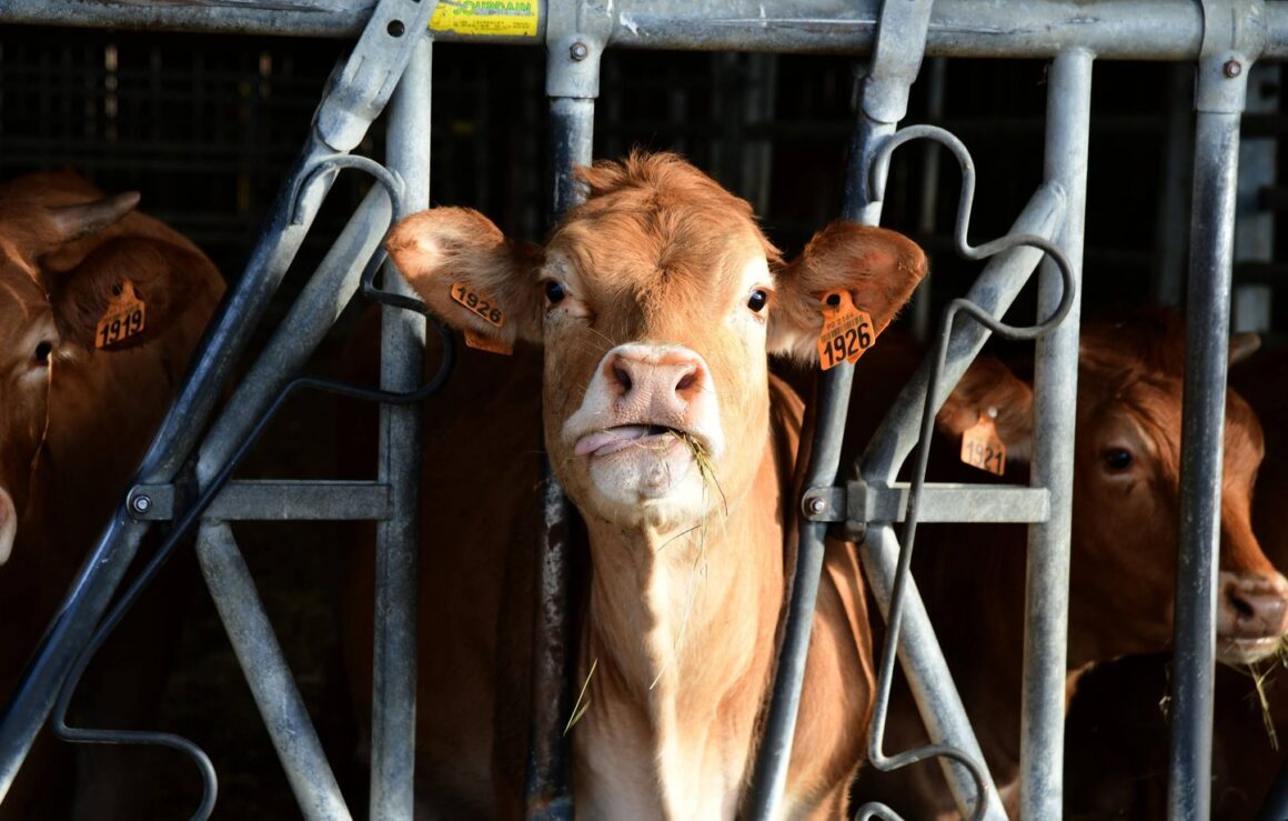 suspension exportations bovins