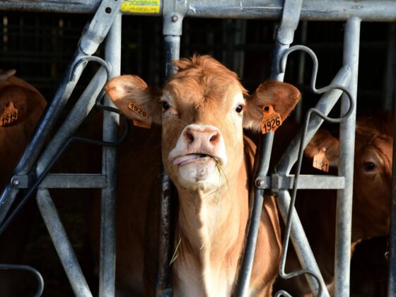 suspension exportations bovins