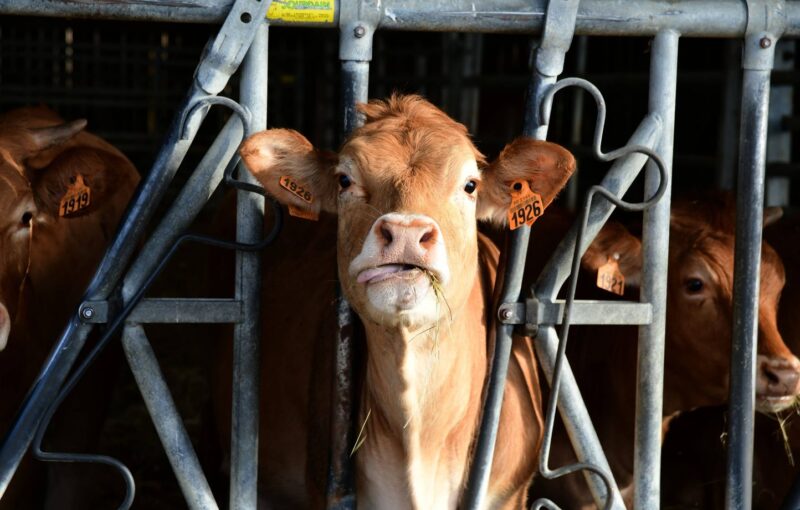 suspension exportations bovins