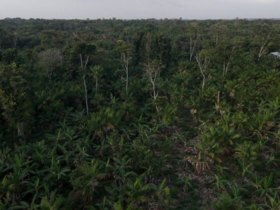 cultiver sous les arbres