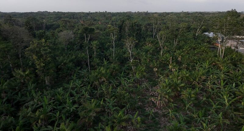 cultiver sous les arbres
